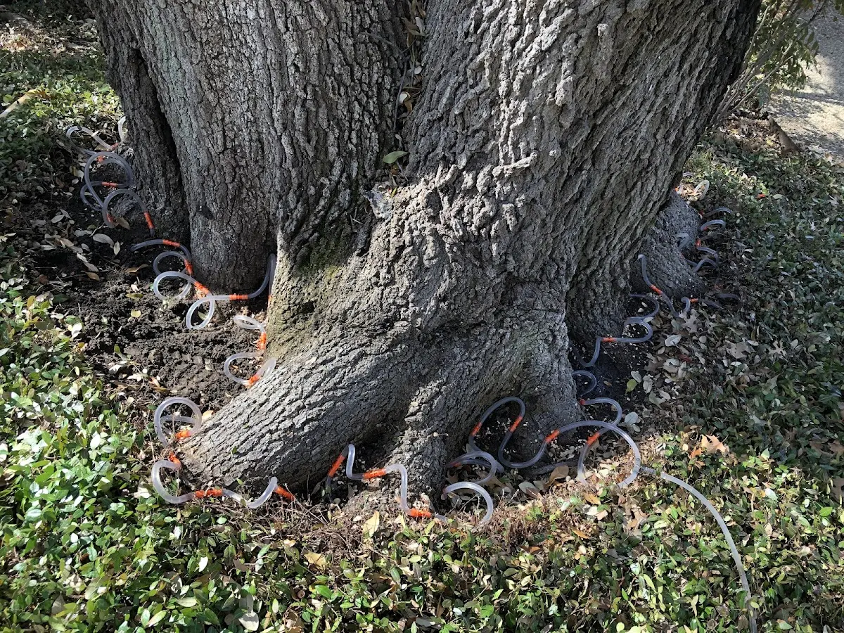 Detailed Tree Cabling and Bracing job site in Eaton Park
