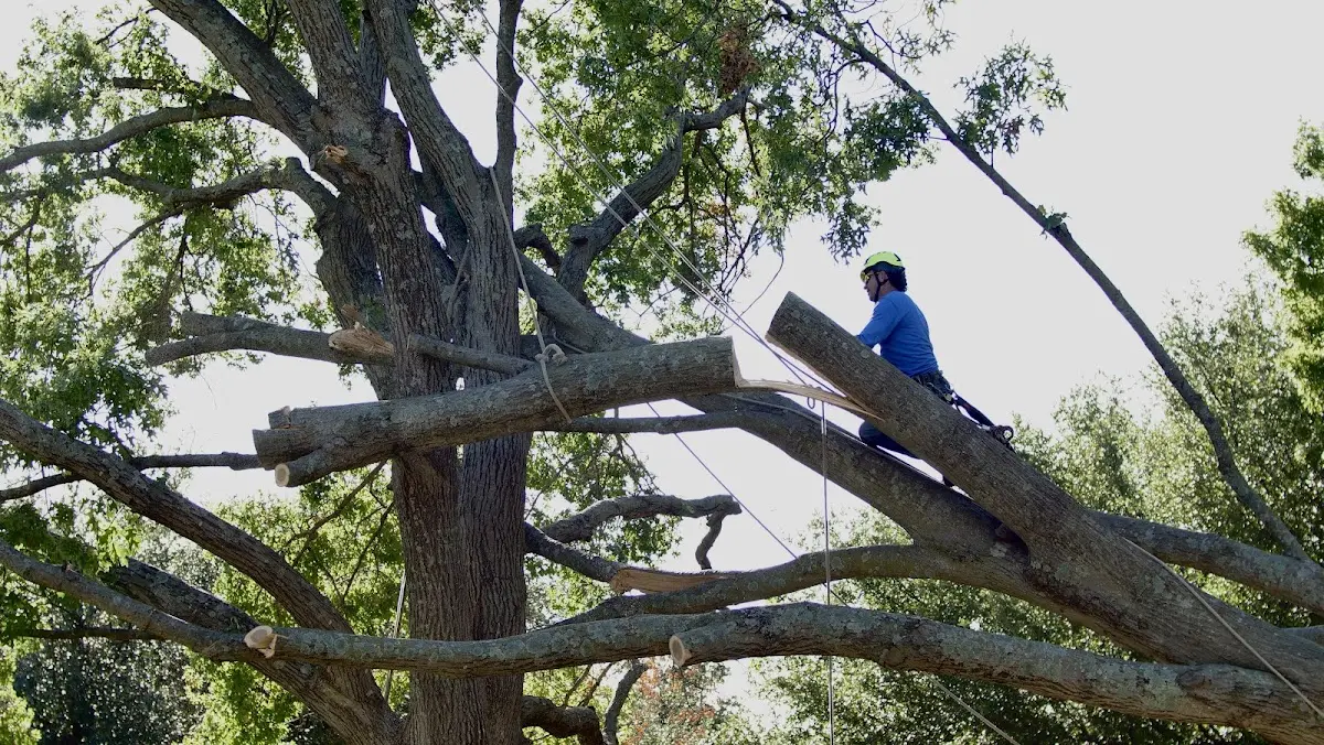Professional Crown Thinning performed by certified arborists in Eaton Park